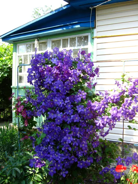 Beautiful blue flowers of clematis near the house — Stock Photo, Image