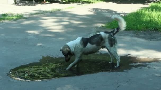 Stora hund slaking sin törst i poolen — Stockvideo