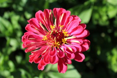 Zinnia zed güzel çiçek