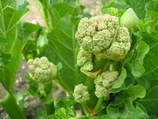 Young flowers of rhubarb in the spring — Stock Photo, Image