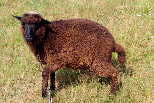 Черная овца пасущаяся на траве — стоковое фото