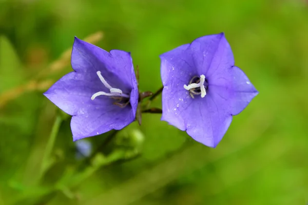 Par de flores de sinos azuis — Fotografia de Stock