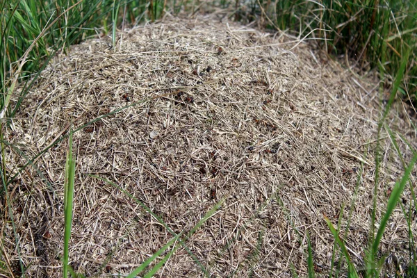 Großer Ameisenhügel — Stockfoto