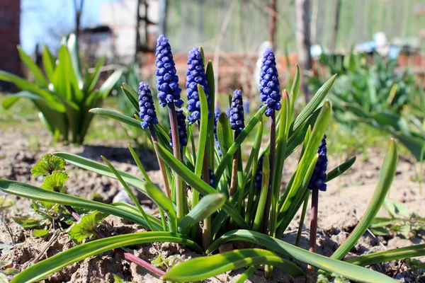Algunas hermosas flores azules de muscari —  Fotos de Stock