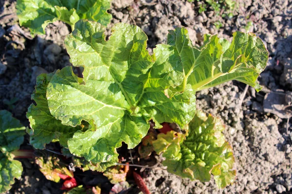 Young sprouts of a rhubarb in the spring — Stock Photo, Image