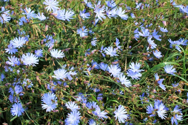 Синя квітка цикорій — стокове фото