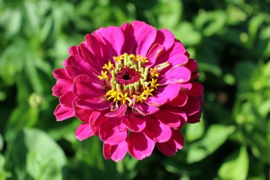 güzel ve kırmızı zinnia çiçeği