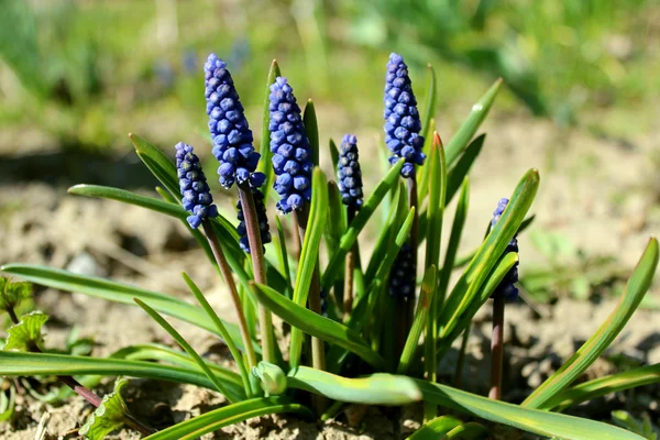Algunas hermosas flores azules de muscari —  Fotos de Stock