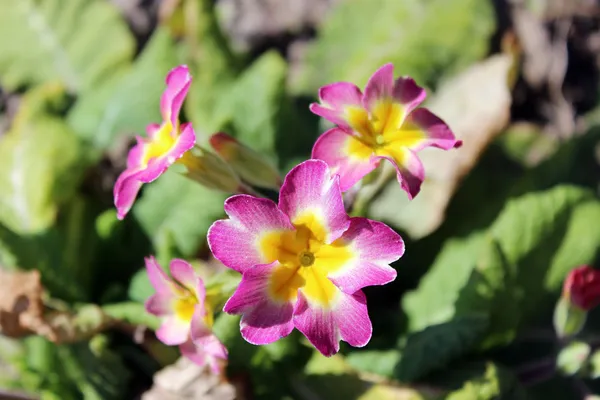 Hermosas flores de primula —  Fotos de Stock