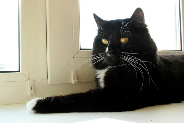Μαύρη γάτα τοποθέτηση στο περβάζι του παραθύρου — Φωτογραφία Αρχείου