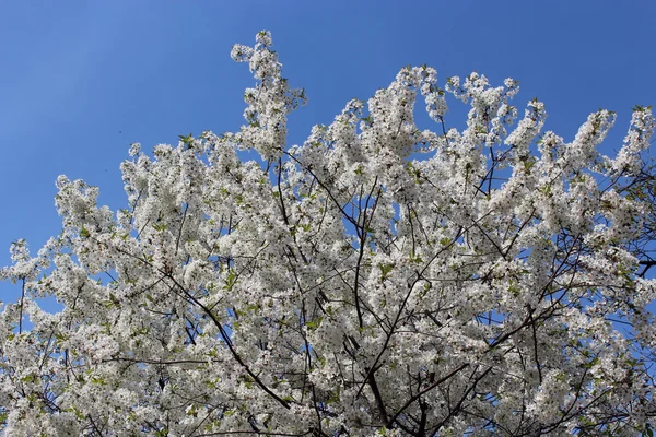 Rama de cerezo en flor —  Fotos de Stock