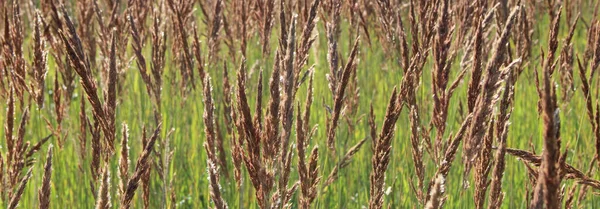 草原のブラウンラス 野生の草でフィールド 草の小花と牧草地 夜明けに露のフィールド 夏の牧草地植物 — ストック写真