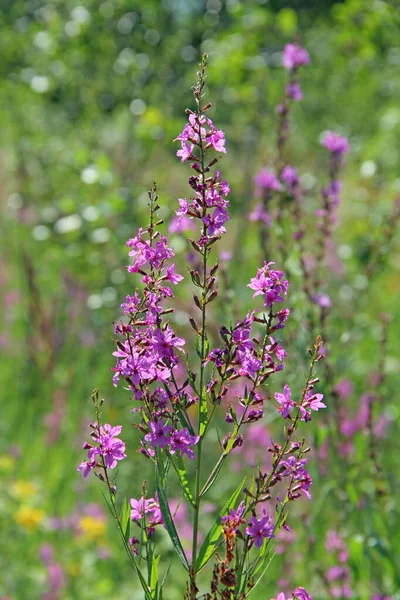 Kwiaty Chamaenerion Angustifolium Kwitnące Letnim Polu Produkt Naturalnej Herbaty Zbliżenie — Zdjęcie stockowe