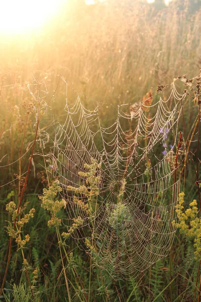 Gran Telaraña Entre Las Cuchillas Campo Luz Del Sol Amanecer — Foto de Stock