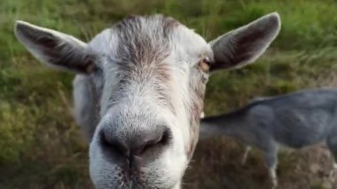 Keçi kafası yakın çekim. Ceket kameraya bakıyor. Palto ağzı. Çiftlik hayvanı. Tuhaf hayvan.