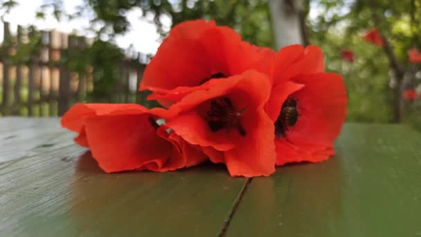 Friss Vörös Mákvirág Barna Háttérrel Vörös Mák Felszínén Kerti Virágok — Stock videók