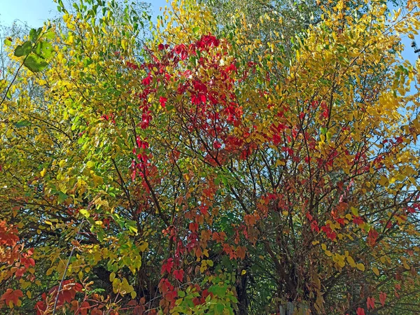 Hermosas Hojas Coloridas Otoño Árbol Alto Hojas Verdes Amarillas Colgando — Foto de Stock