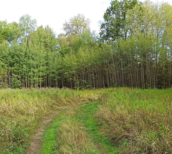 Landweg Met Veld Van Groen Gras Zomer Landschap Klein Land — Stockfoto