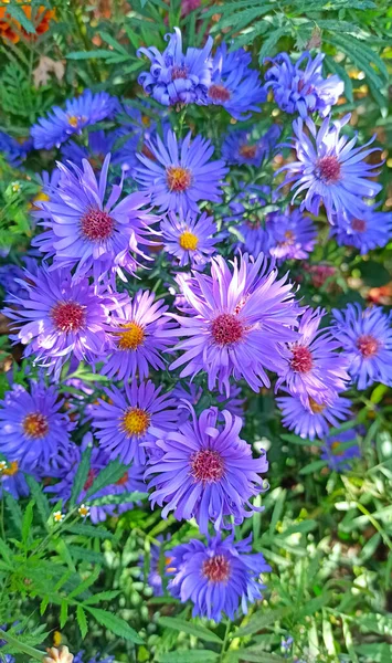 阿斯特秋花 九月份花园里盛开了一丛丛蓝色的云霄花 明亮的蓝色花盆特写 秋天的花朵在风中摇曳 — 图库照片