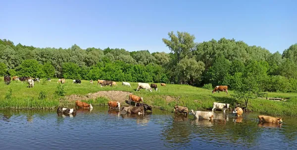 Cows Grazing Green Farm Pasture Summer Landscape Cows Grazing Meadow — Stock Photo, Image