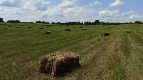 Rollos Pajar Oro Campo Cultivo Cosechando Trigo Verano Paisaje Rural — Vídeos de Stock