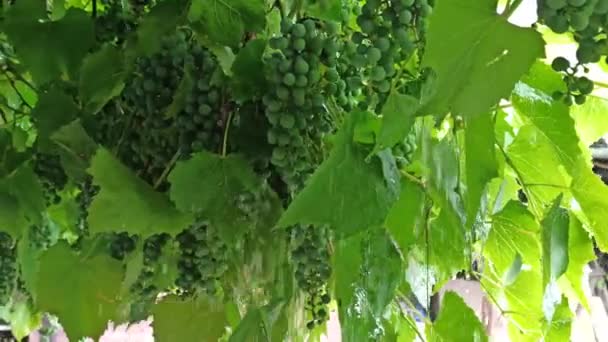 Капли Дождя Падают Среди Зеленых Плодов Винограда Дождь Ветвей Винограда — стоковое видео
