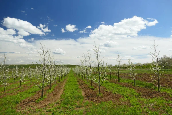 Plantage Van Bloeiende Appelbomen Jonge Zaailingen Bloeien Het Voorjaar Landelijke — Stockfoto