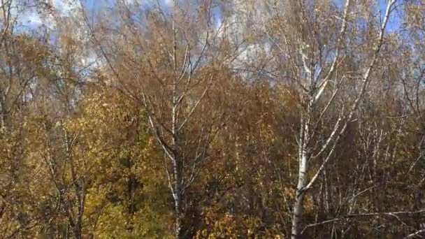 Seasonal Specific Multicolored Trees Path Autumn Park Wind Sways Tree — Stock Video