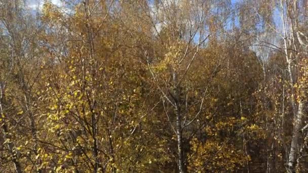 季节性的特殊情况 五彩缤纷的树木 秋天公园里有小径 秋天的风吹动着树枝 白桦树摇摇晃晃秋天落叶 秋天黄叶从树上落下来 — 图库视频影像