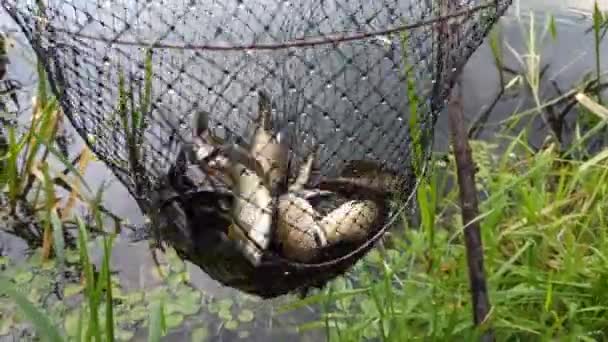 Fischfang Fisch Netz Karauschen Teller Gefangen Natürliche Zutaten Für Eine — Stockvideo