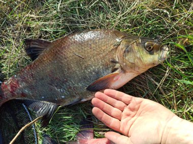 Balığın başı havayı yutuyor. Karada çipura başı. Balık tuttum. Balıkçılık kupası. Balık kafası yakın çekim. Ağzını açmış büyük balığın Macro 'su.