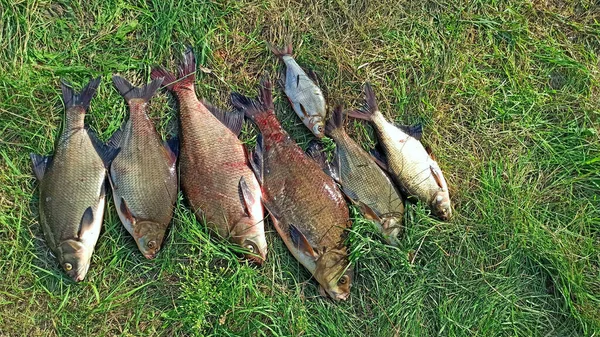 绿草上有不同大小的斑纹 成功的捕捞丰富的渔获物 大的金丝雀和银丝雀被困在河里 大型淡水鱼 俗称青铜鱼 — 图库照片