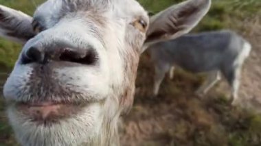 Keçi kafası yakın çekim. Ceket kameraya bakıyor. Palto ağzı. Çiftlik hayvanı. Tuhaf hayvan.