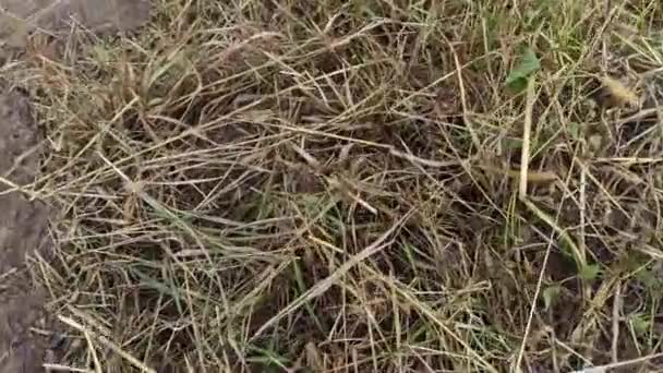 Souris Courant Dans Herbe Potager Souris Grise Traverse Jardin Petit — Video