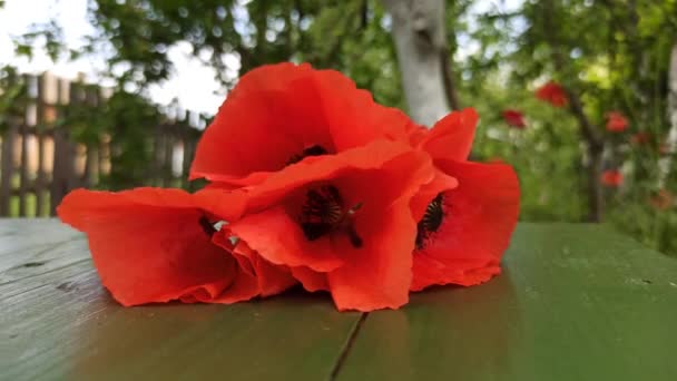 Flores Amapolas Rojas Frescas Sobre Fondo Marrón Amapola Roja Superficie — Vídeo de stock