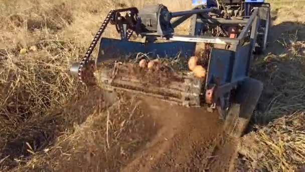 土の上でフィールドに新鮮な有機ジャガイモの野菜を掘るプロセス プランテーションでジャガイモを収穫トラクターの農家 農業農業分野 ジャガイモの作物を掘り起こす ジャガイモの消化器活動中 — ストック動画