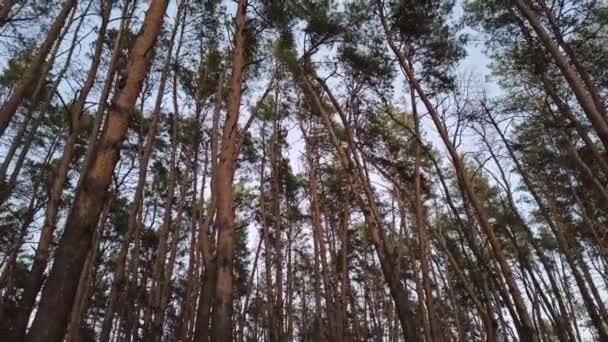 Des Couronnes Pins Balancent Dans Vent Sommets Des Arbres Chancellent — Video