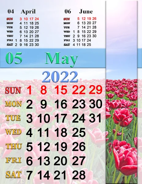 2022年5月のカレンダーフィールド上の開花チューリップ 春に咲く花 春のカレンダー2022年5月 シンプルなカレンダー印刷可能 季節の自然写真と2022年の壁カレンダー — ストック写真