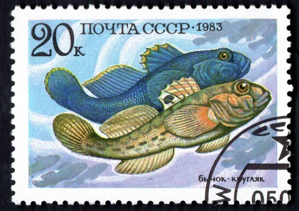 Soviet Union Circa 1983 Stamp Printed Soviet Union Shows Goby — Φωτογραφία Αρχείου