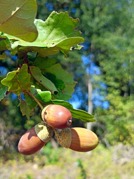 Acorns Leaves Hang Branch Crop Fresh Acorns Fruits Oak — Stock Photo, Image