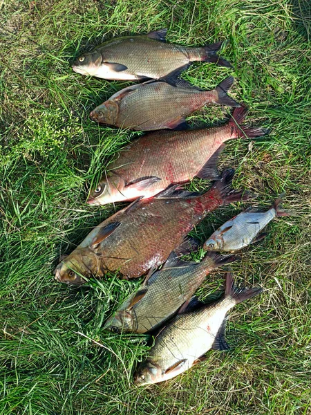 Breames Different Sizes Green Grass Successful Fishing Rich Catch Big — Stockfoto