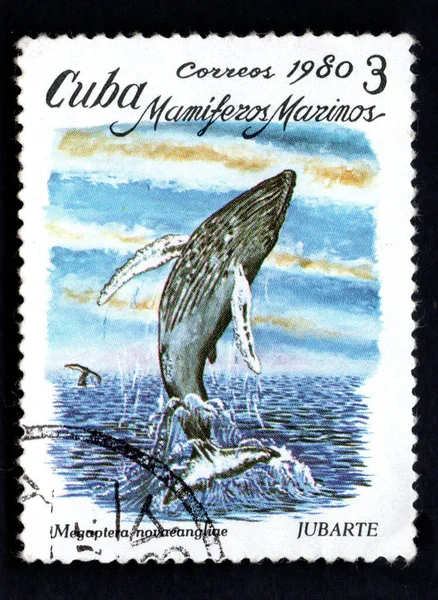 Cuba Circa 1980 Stamp Printed Cuba Showing Bowhead Whale Swimming — Zdjęcie stockowe