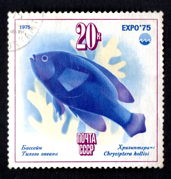 Kyiv Ukraine November 2021 Stamp Printed Ussr Shows Damselfish Chrysiptera — 스톡 사진