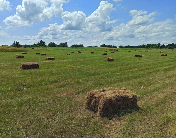 Hay Bales Lying Field Hay Prepared Farm Animals Winter Hay — Stok fotoğraf