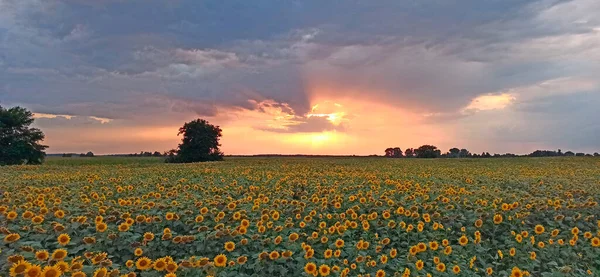 Field Sunflowers Composition Nature Bright Sun Sunset Field Sunflowers Rural — стоковое фото