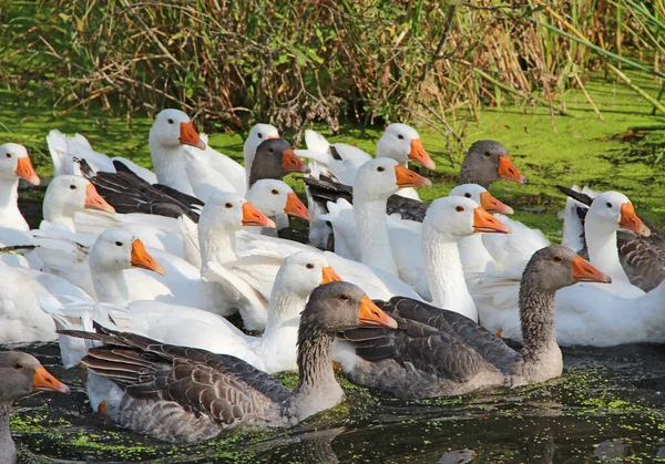 Geese Swimming Rural Pond Flight Domestic Geese Swimming River Flock — 스톡 사진