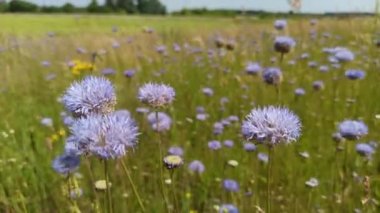 Knautia arvensis 'in çiçek açan çiçeklerine yaklaş. Knautia arvensis yaz tarlasında çiçek açıyor. Yaz çiçekleri Yazın yeşil çayırlarda