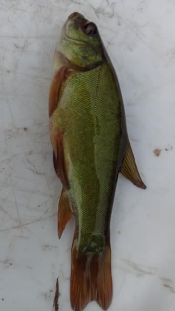 Small Tench Lying Light Surface Caught Tench Successful Fishing Caught — Stock Video