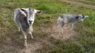 Keçi kafası yakın çekim. Ceket kameraya bakıyor. Palto ağzı. Çiftlik hayvanı. Tuhaf hayvan.