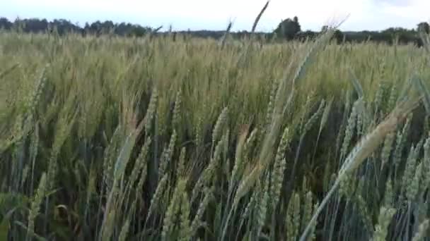Campo Verano Con Plantas Cultivo Cereales Plantas Agrícolas Campo Cultivos — Vídeos de Stock